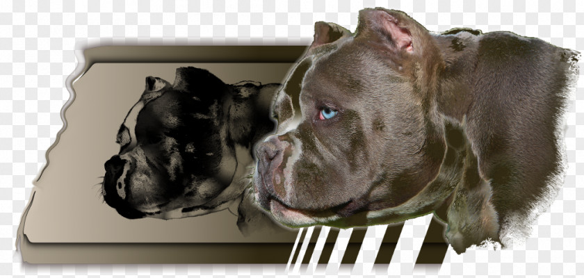 Dog Breed Cane Corso American Pit Bull Terrier Snout PNG