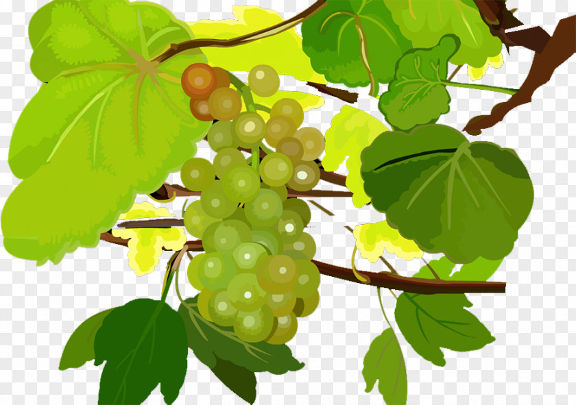 Grape Seedless Fruit Food PNG