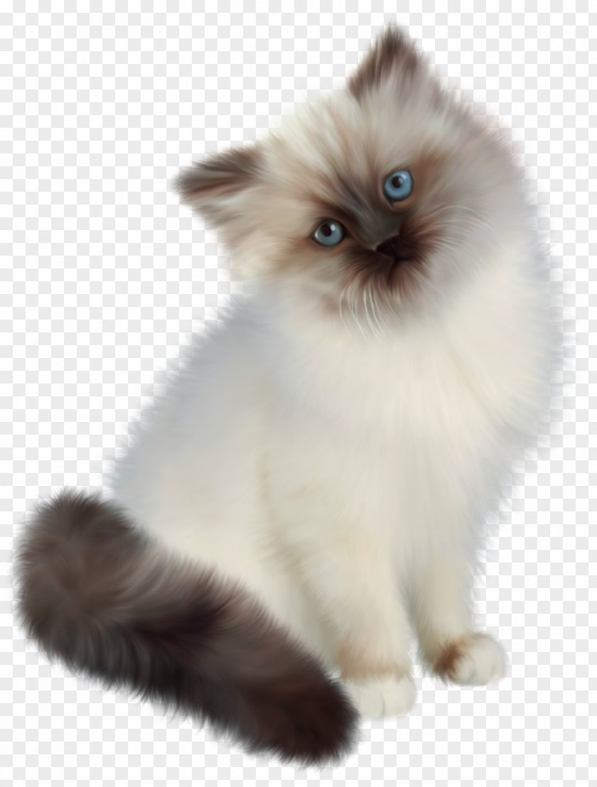 Kitten Transparent Clipart Persian Cat Ragdoll Siamese Birman PNG