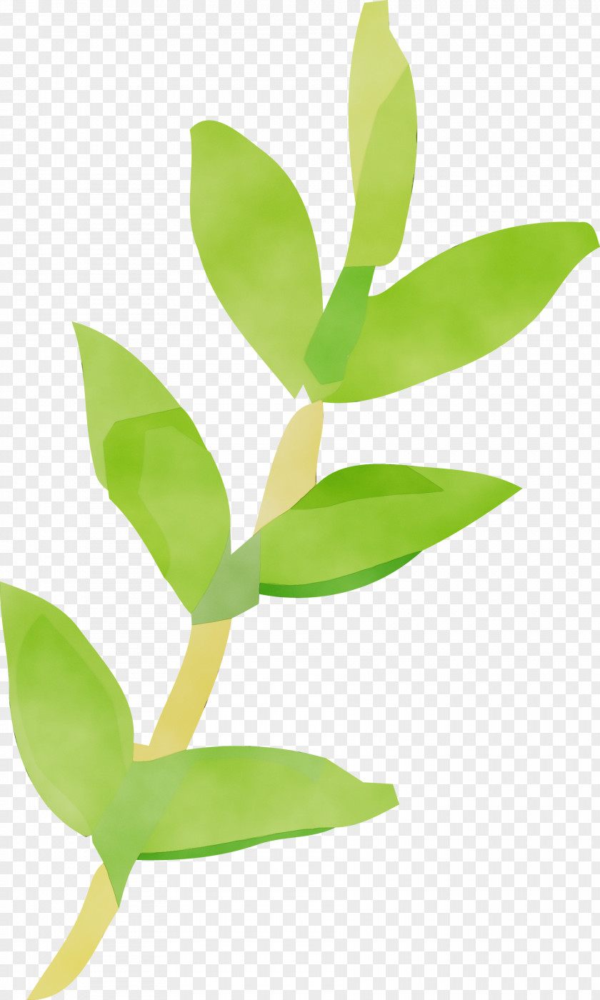 Leaf Flower Green Plant Stem PNG