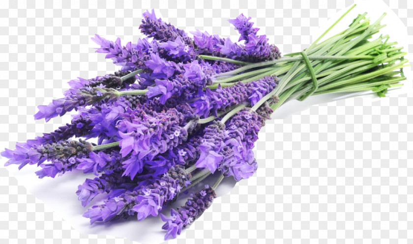 Oil English Lavender Lavandula Latifolia French PNG