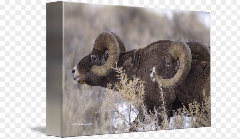 Sheep Horns Fauna Snout Wildlife PNG