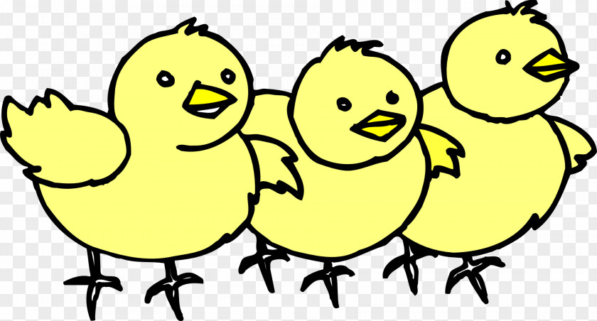 Yellow Chicks Chicken Download Clip Art PNG
