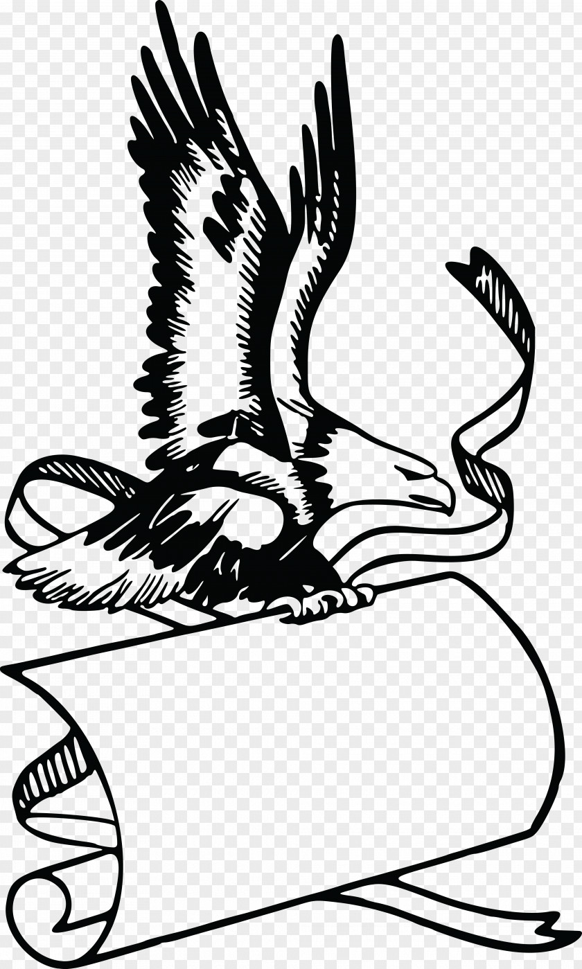 Eagle Bald Beak Banner Clip Art PNG