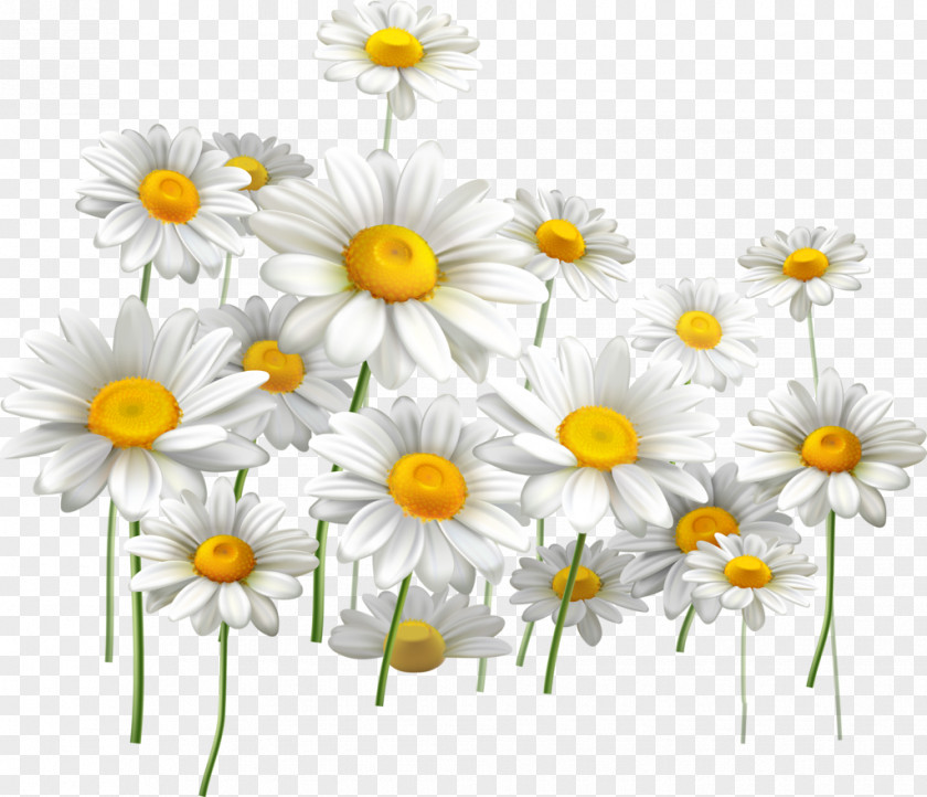 Painted Flowers Common Daisy Light Flower Chamomile PNG