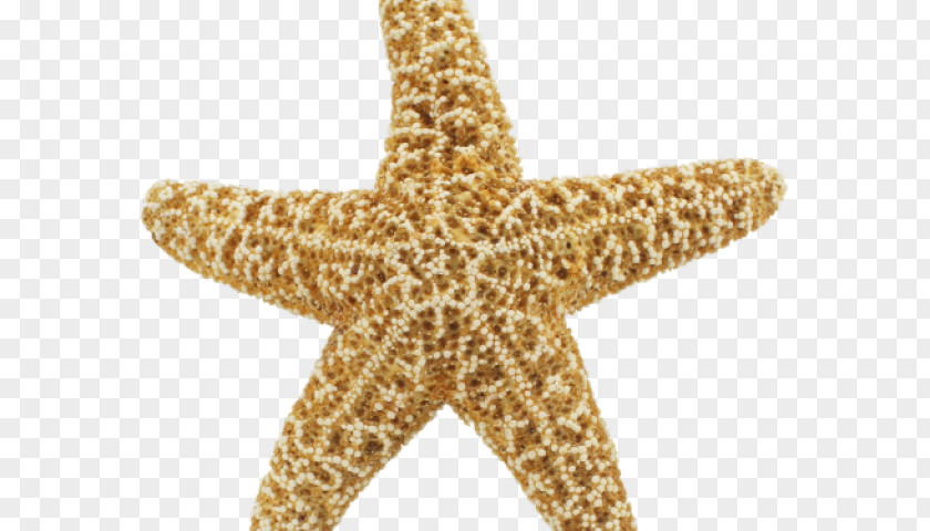 Summer Starfish Psd Clip Art Transparency Image PNG