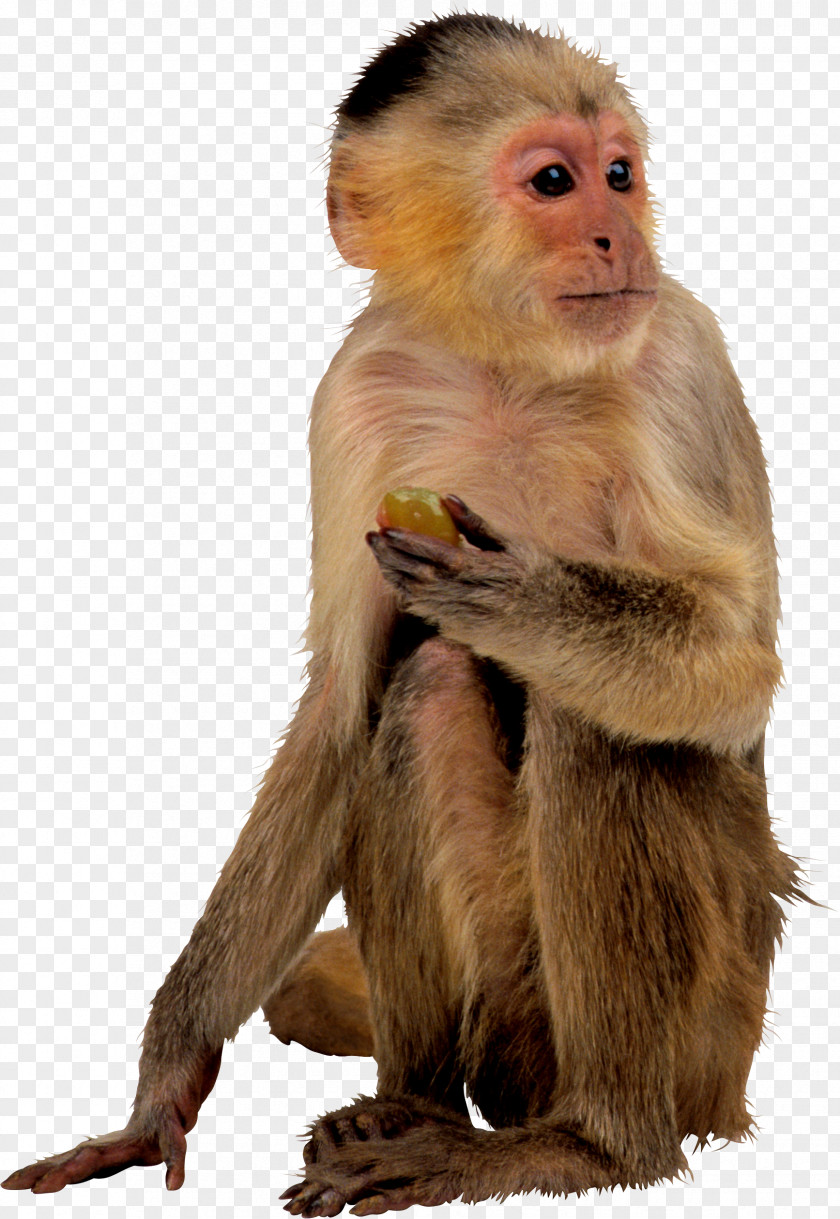 Apes And Monkeys Eating Fruit Monkey PNG