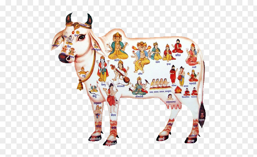 Milk Gyr Cattle A2 Panchagavya PNG