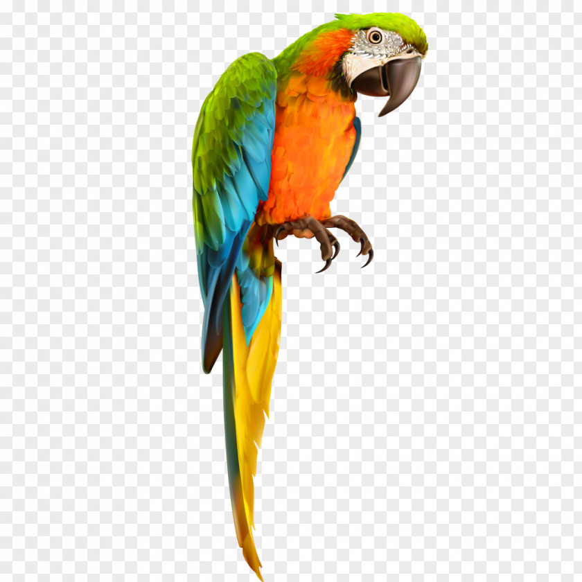 Parrot Macaw Bird Vector Graphics PNG