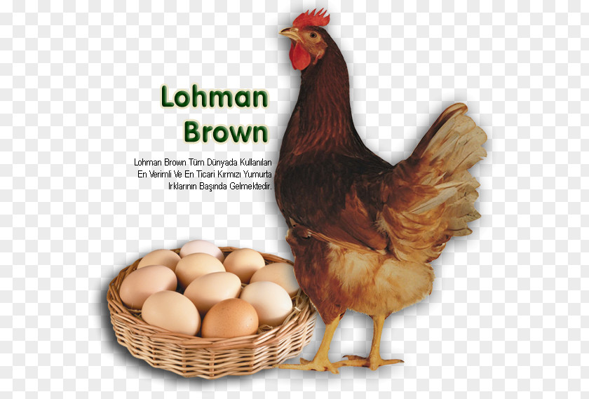 Egg ISA Brown Lohmann Sussex Chicken Leghorn PNG
