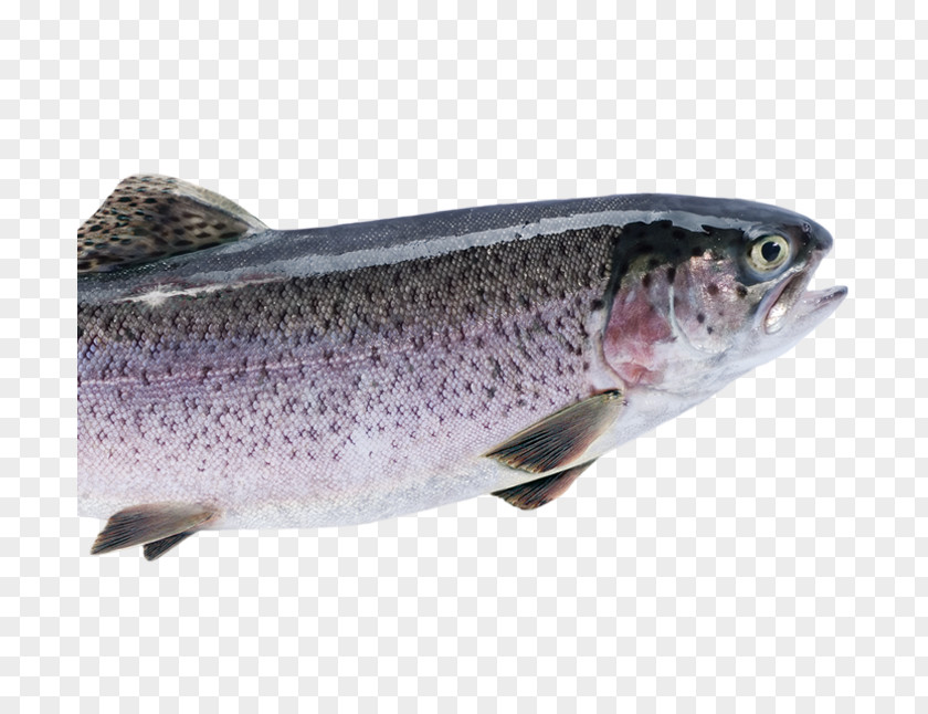 Fish Coastal Cutthroat Trout Coho Salmon Rainbow Farming PNG