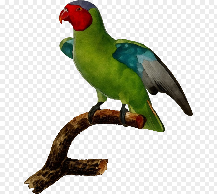 Lovebird Parakeet PNG