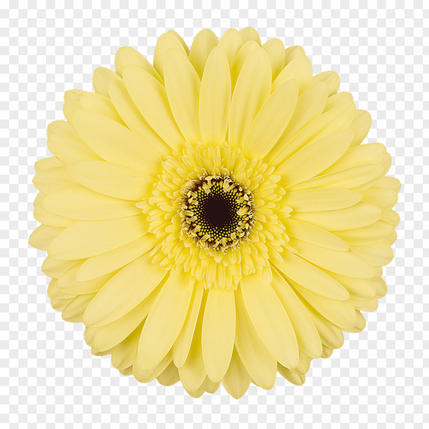 Transvaal Daisy Cut Flowers Chrysanthemum Yellow PNG
