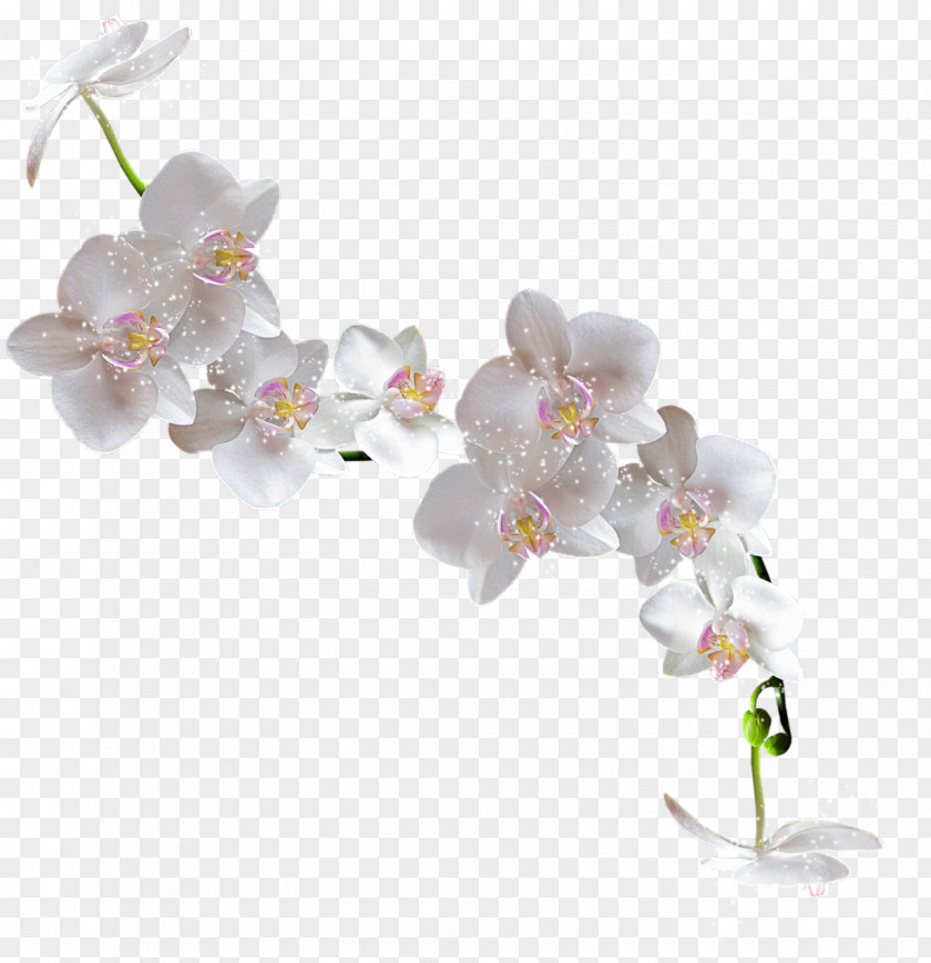 Vilakku Popular Orchids Flower Clip Art PNG