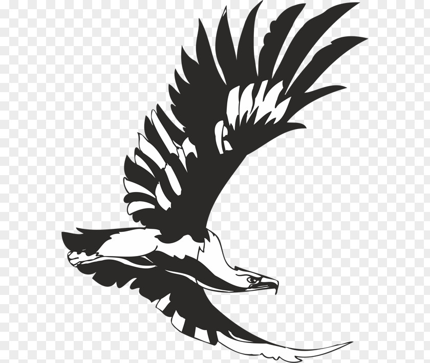 Bird Stencil Eagle Aquila Accipitrinae PNG