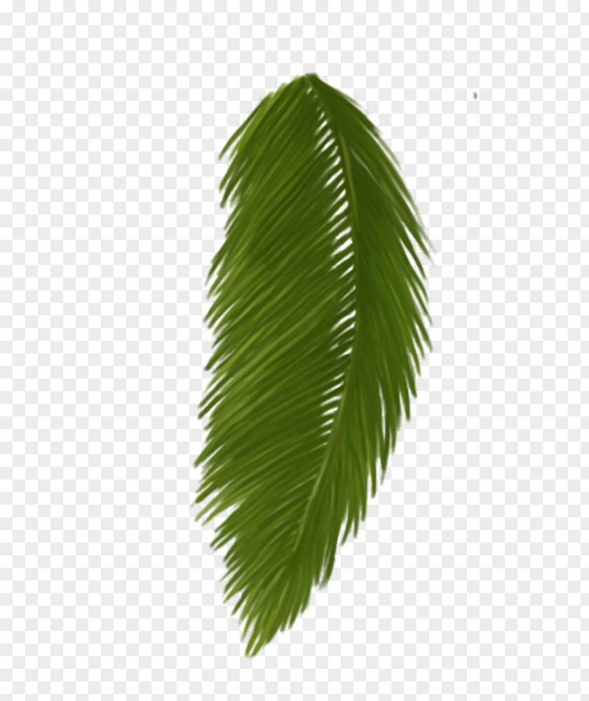 Leaf Asian Palmyra Palm Plant Stem Borassus PNG