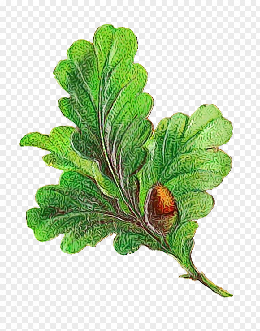 Leaf Plant Stem Vegetable Tree Herb PNG