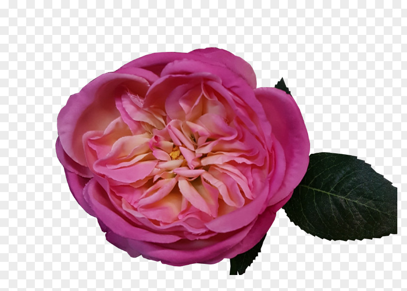 Peony Garden Roses Centifolia Rosa Gallica Floribunda PNG
