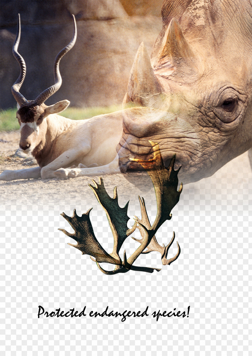 Antlers Animal Protection Rhino Rhinoceros Reindeer Antler Tiger PNG