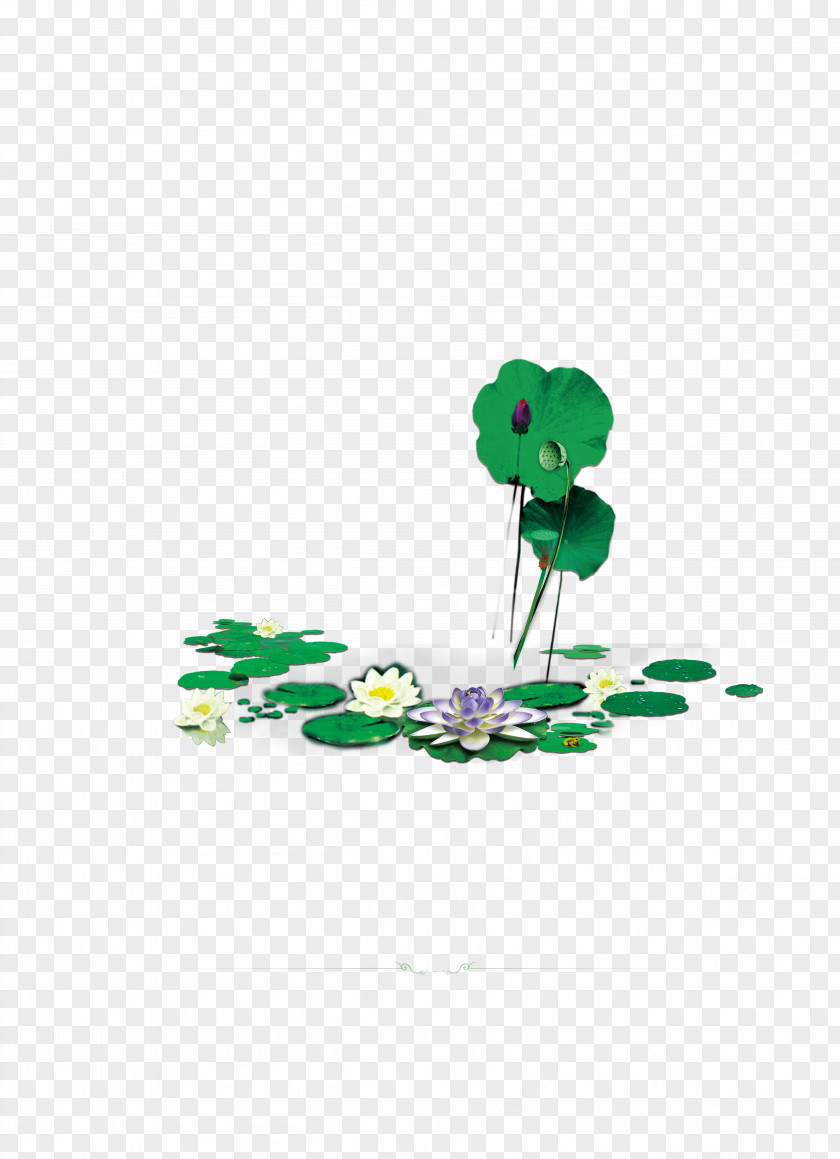 Lotus Nelumbo Nucifera Petal Clip Art PNG