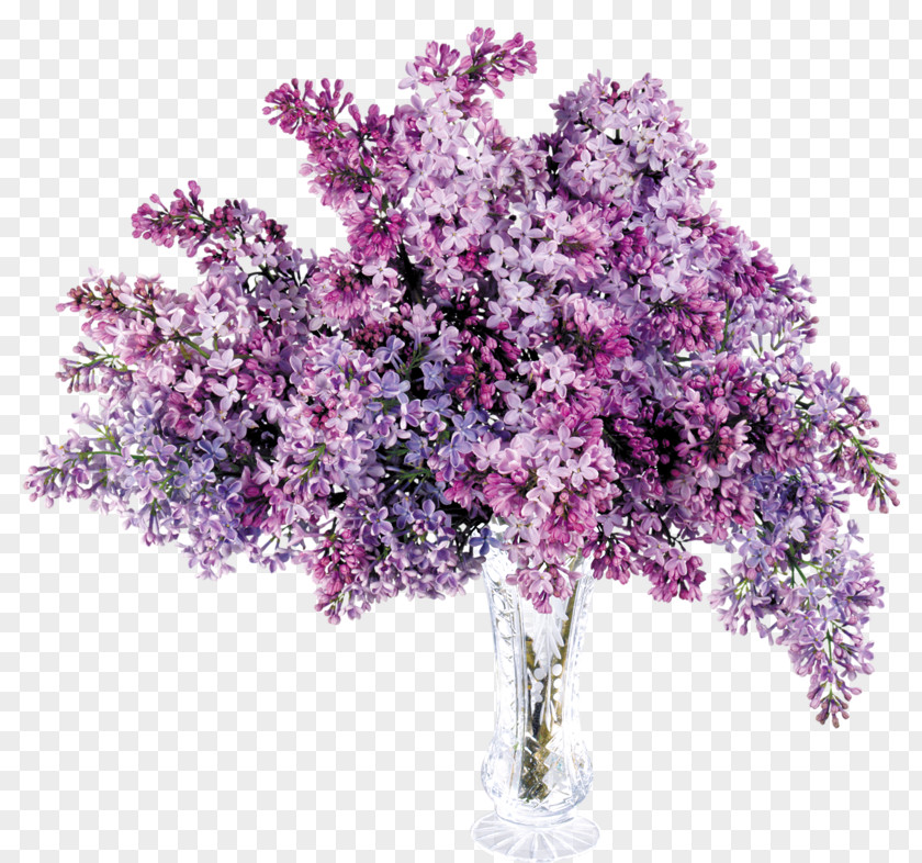 Magnolia Flower Lavender Purple Lilac Clip Art PNG