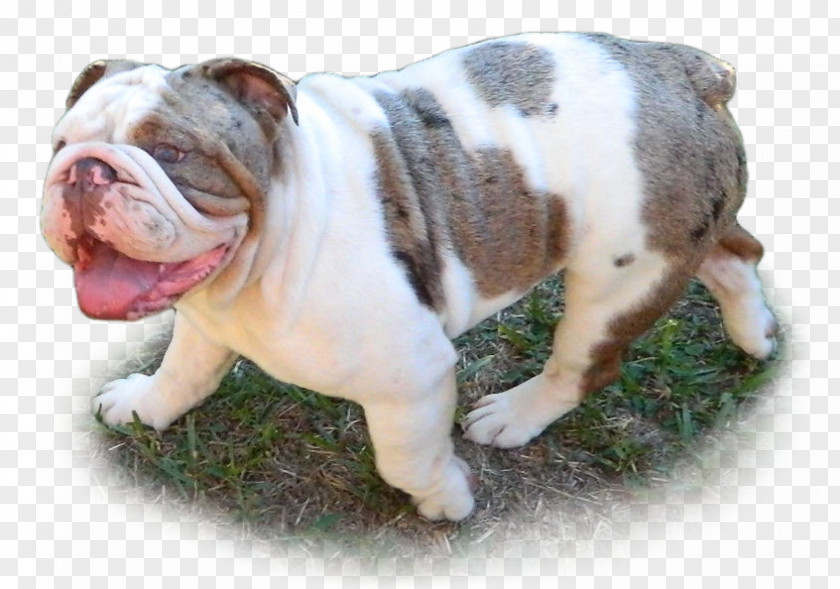 Merle French Bulldog Toy Dorset Olde Tyme Bulldogge English Australian Alapaha Blue Blood PNG