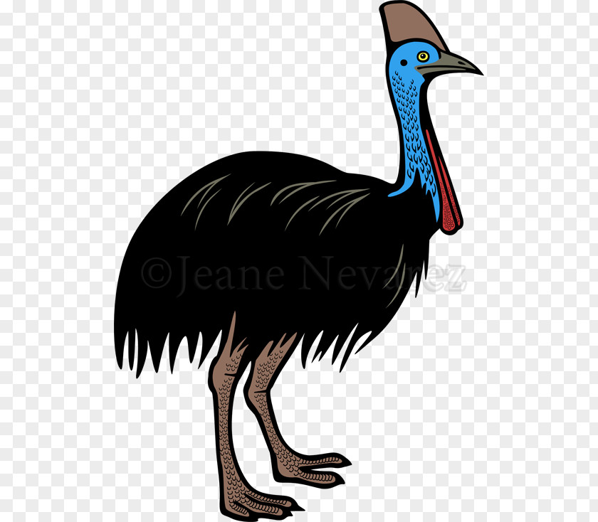 Bird Flightless Southern Cassowary Clip Art PNG