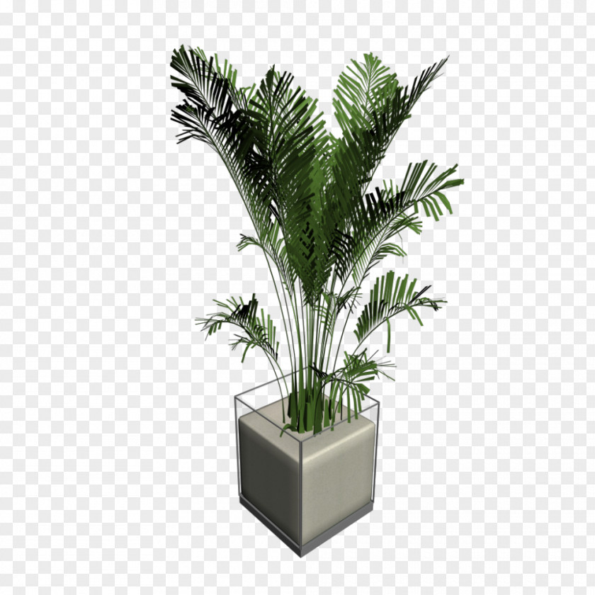 Cat Palm Arecaceae Houseplant Tree PNG