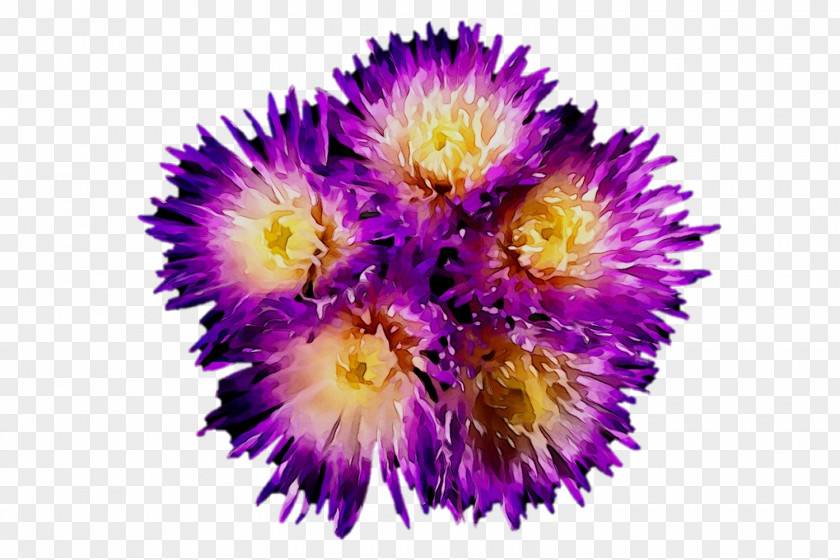 Purple Annual Plant Pollen Plants Pigface PNG