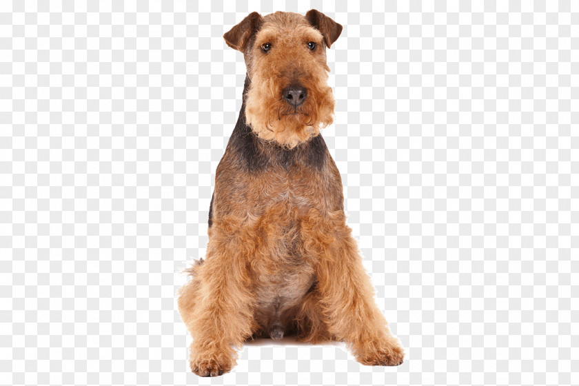 Rescue Welsh Terrier Irish Airedale Puppy Lakeland PNG