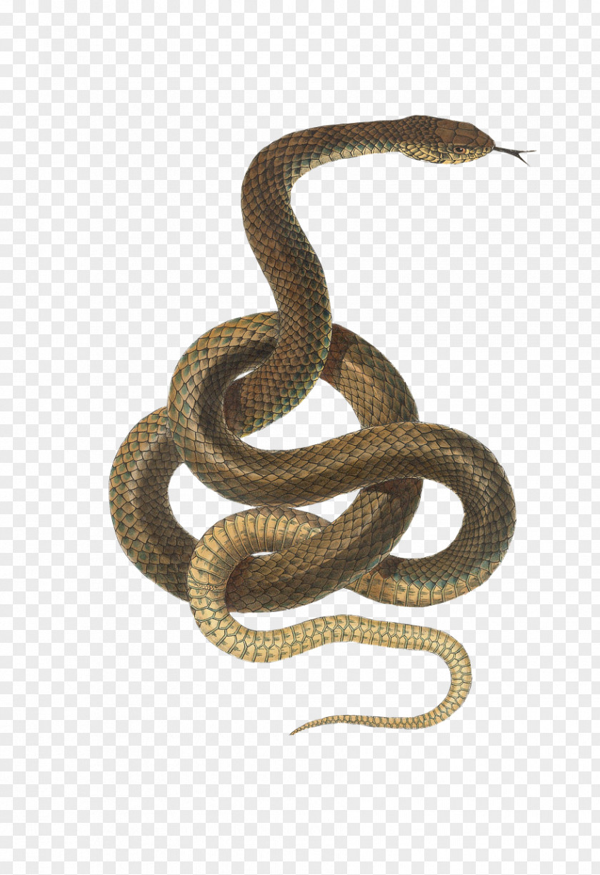 Snakes Image Stock Photography Reptile PNG