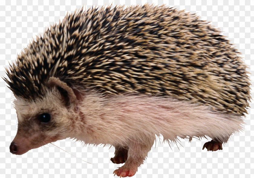 Hedgehog Clipart Rodent The And Fox Shrew European Porcupine PNG