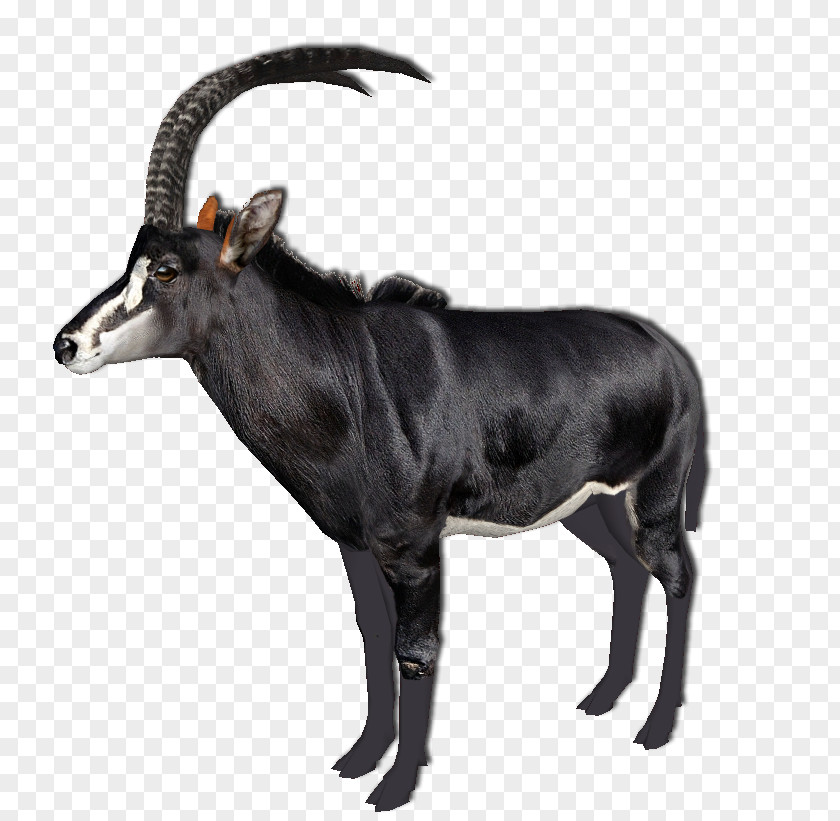 Sable Antelope Cattle Goat Horn Wildlife PNG