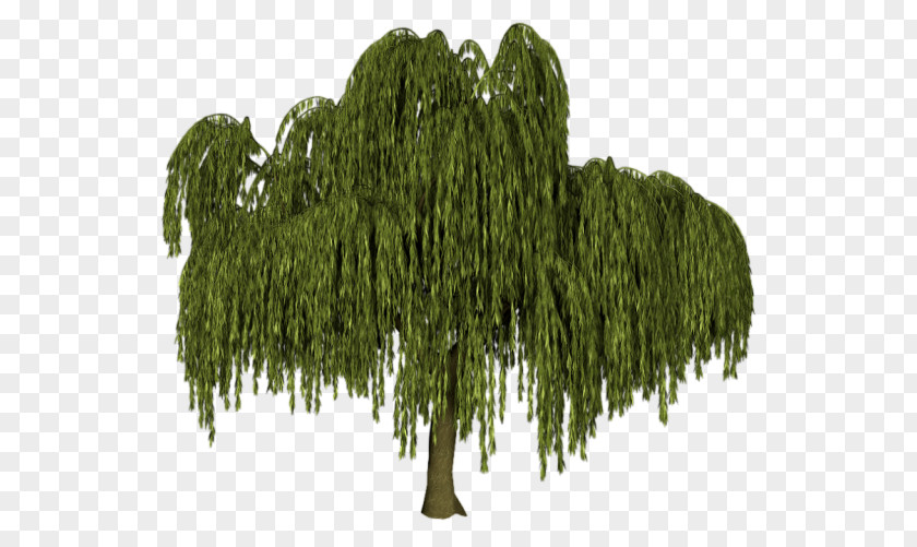 Salix Tree Weeping Willow Black Alba Plant PNG