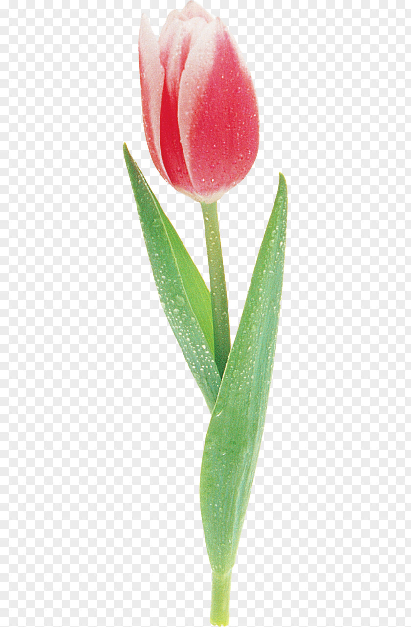 Tulip Cut Flowers Green Photography PNG