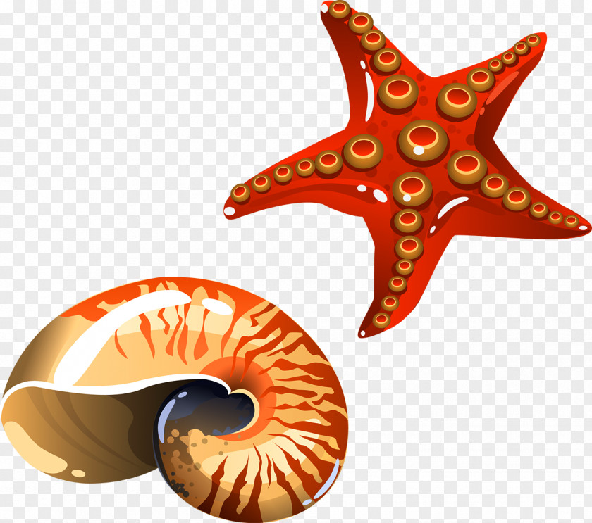Conch Starfish Cartoon Sea Snail PNG