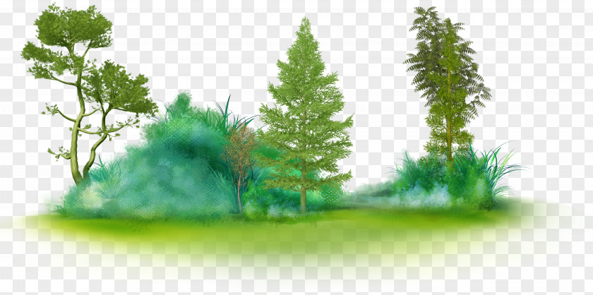 Fir-tree Tree Glade Clip Art PNG