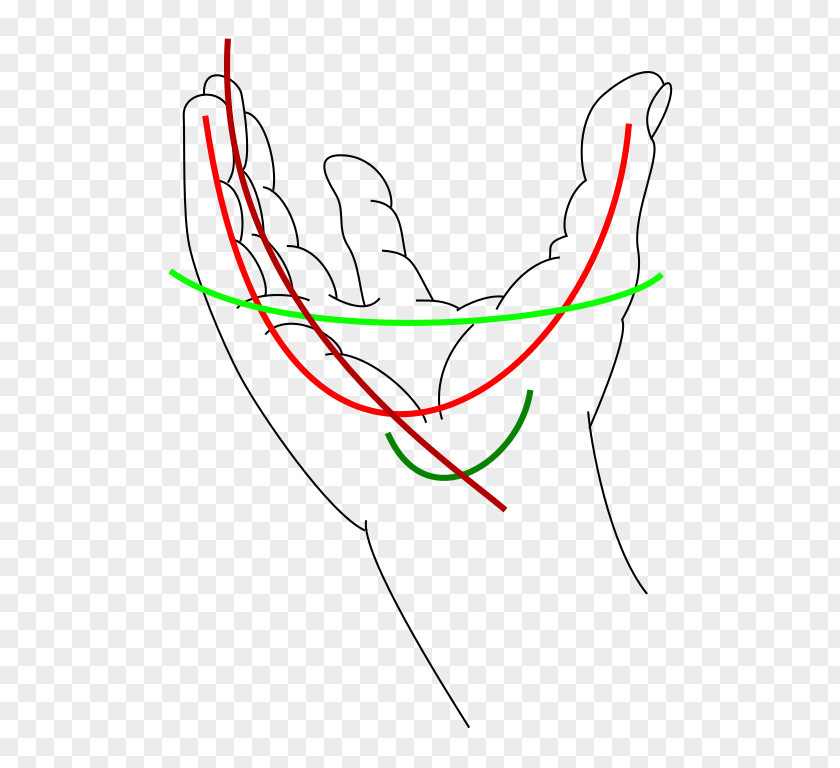 Hand Carpal Bones Dorsal Arch Tendon Wrist PNG