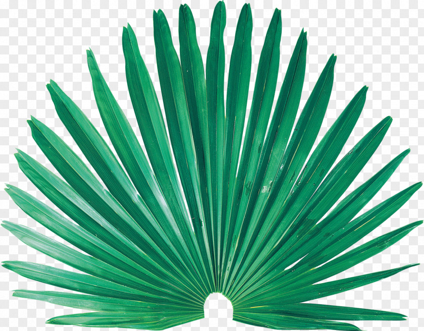 Palm Leaves Leaf Nissan Clip Art PNG