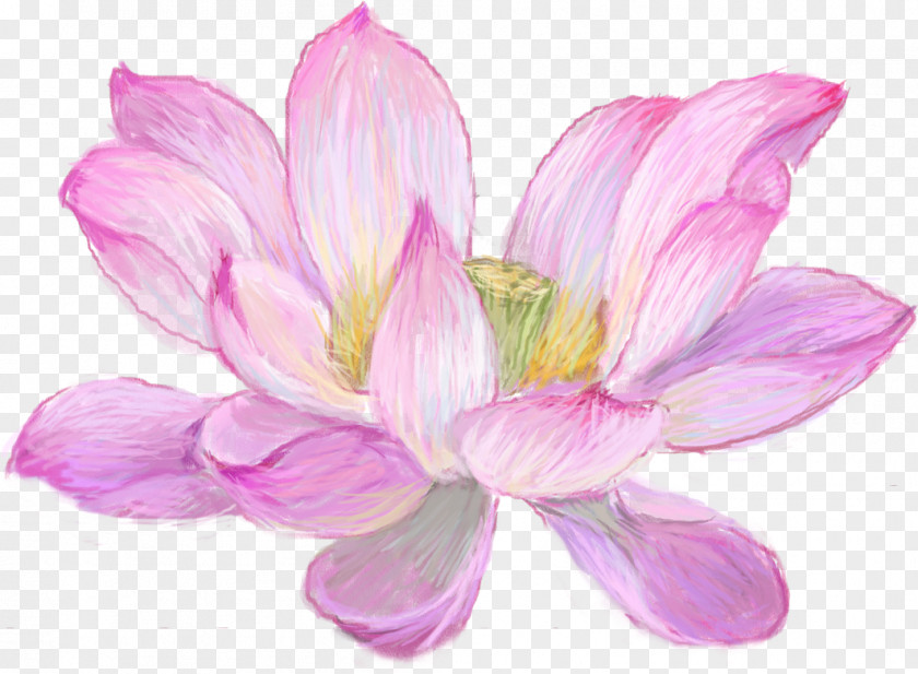 Bluebonnet Drawing Watercolor Painting Nymphaea Nelumbo Vector Graphics PNG
