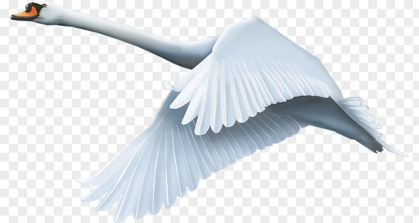 Cisne Cygnini Bird PNG