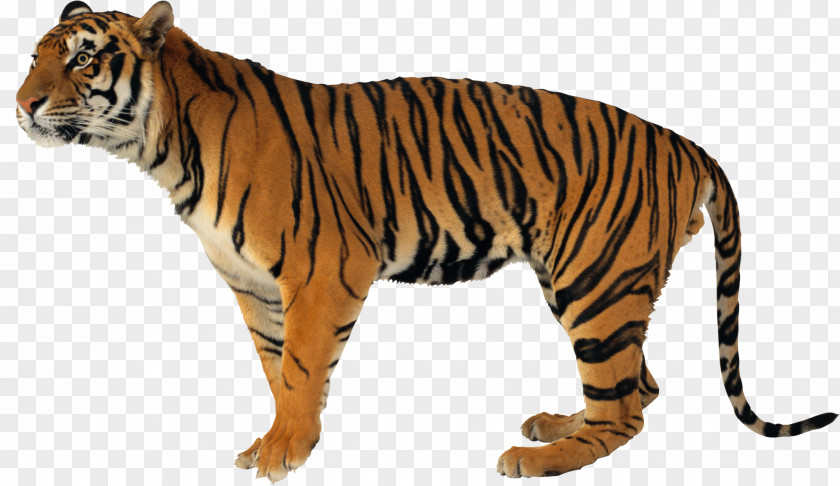 Tiger Never Scratch A With Short Stick Watchdogs, Blogs And Wild Hogs Amazon.com Book Hardcover PNG