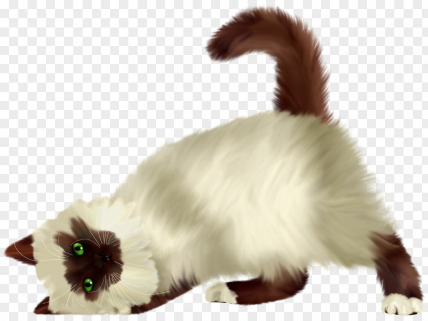 Fun Cat Gratis Download PNG