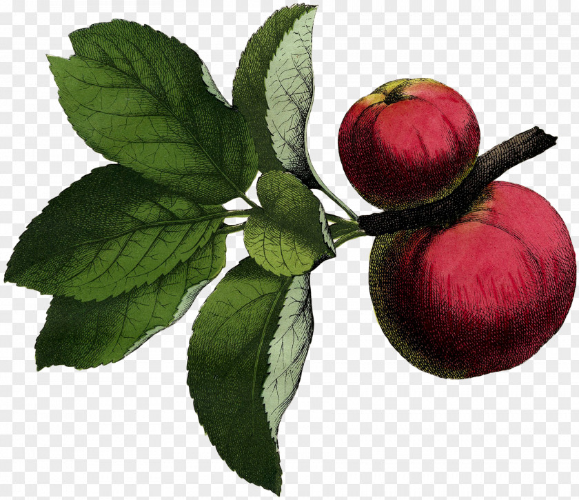 Apple Illustration Fruit Poster Graphics Image PNG
