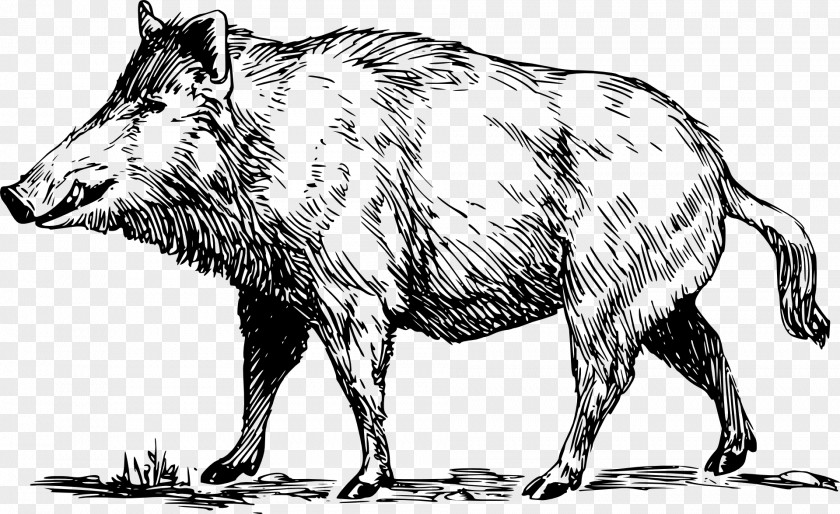 Drawing Pig Wild Boar Coloring Book Hunting Feral PNG