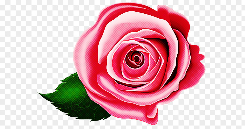 Garden Roses PNG