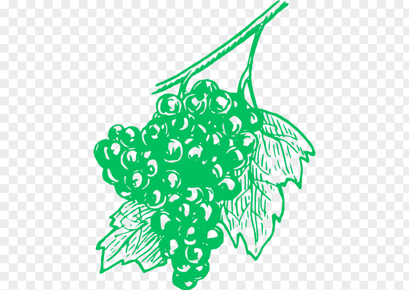 Grape Ivy Common Vine Wine Concord Grappa PNG