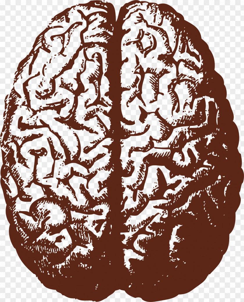 Human Brain Vector Stock Illustration PNG