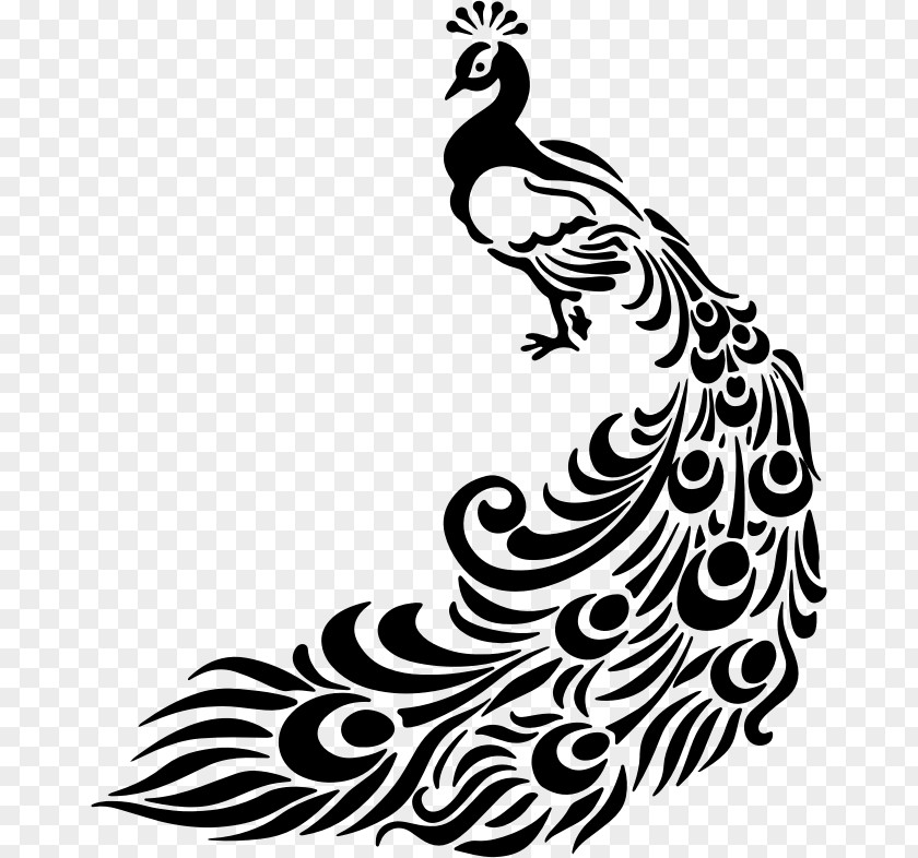 Painting Line Art Drawing Peafowl Clip PNG