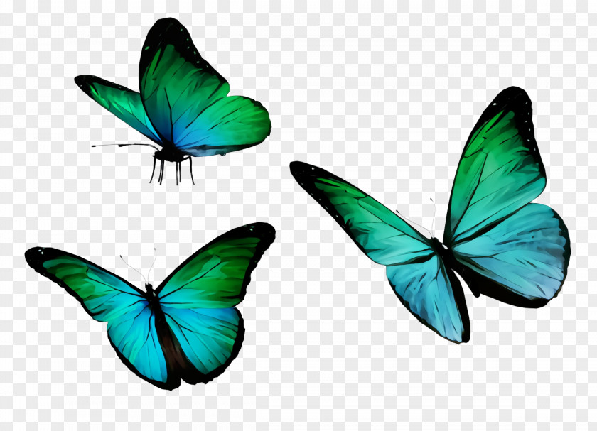 Symmetry Pollinator Butterfly Insect Moths And Butterflies Turquoise Wing PNG